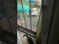 Kitty mama Brought a new friend!! what shall we name them?? (dont know if it's a boy or girl)
