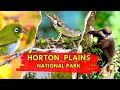 Horton plains national park  sri lanka
