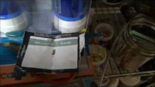 Pure Power Plant from Nirvana Seeds -  WW Begins with 4 Seeds.  02162012.wmv
