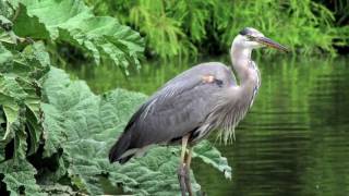 Science Today: Nesting in the City | California Academy of Sciences