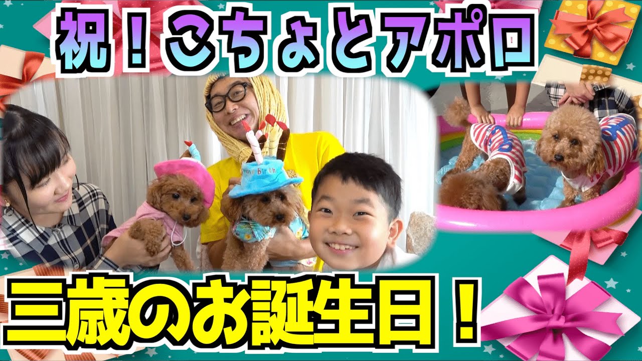★祝！こちょとアポロがが３才にになったよ！～お誕生日会でこちょ大暴れ！？～★