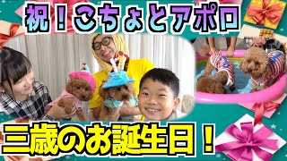 ★祝！こちょとアポロがが３才にになったよ！～お誕生日会でこちょ大暴れ！？～★ screenshot 3