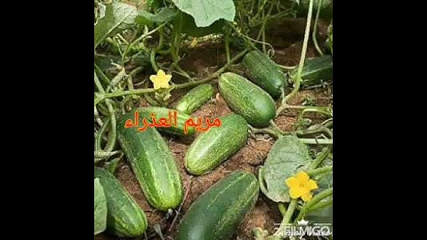 حالات واتس اب سورة  الرحمن