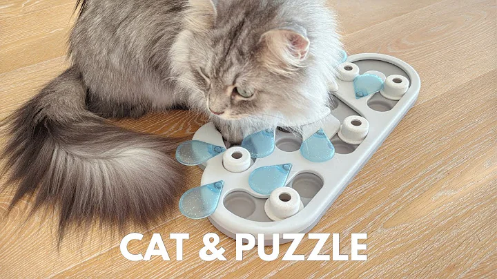 Watch the video about Siberian cat with a puzzle board