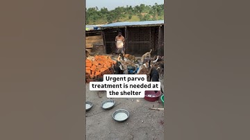 #helpustohelpthem #adoptstrays #animalrescue #helpthemfoundation #animals #rescuinganimals #pets