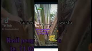 Testimoni Pupuk Paten Gold pada sawit jantan di desa Sarilaba b. kec. jawai. kab. sambas