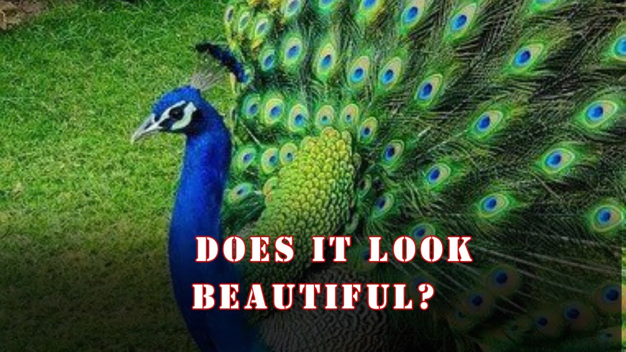 A dancer's opinion Leave a comment 😎🦚🦚💃