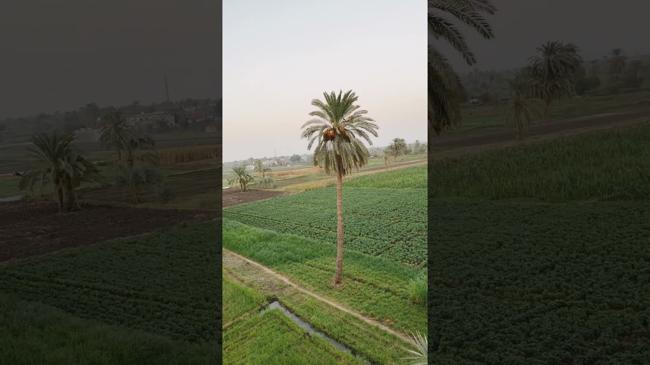 بحب سورة مريم بحس الأمل قريب جدا اللهم بشرني بما أنتظره منك يا أرحم الراحمين #اكسبلور #لايك