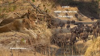 Zambia - Hidden Lions waiting for Buffaloes