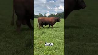 Por esto, elegir #santagertrudis en México #ganado