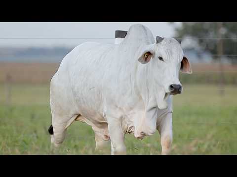 LOTE 12 - CSCF 8561