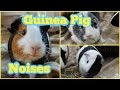 Guinea Pig Noises And What They Mean