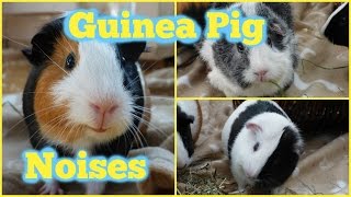 Guinea Pig Noises And What They Mean