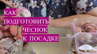 Сделайте это перед посадкой чеснока! Результат будет супер! Озимый чеснок. Посадка чеснока осенью