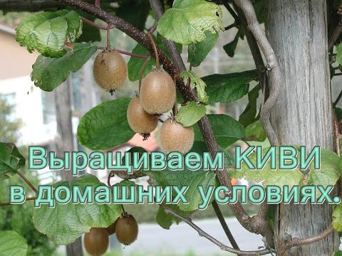 Как Растет Киви Фото В Домашних Условиях