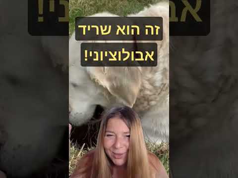 וִידֵאוֹ: כאשר כלב חופר בור?