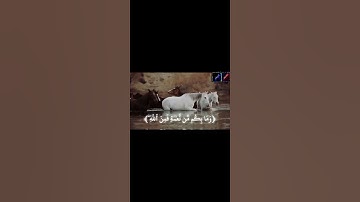 #القرآن_الكريم ﴿ القارئ الشيخ محمد اللحيدان﴾❣️❤️📽️📍 #اكسبلور #المصحف