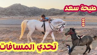 طيحة سعد من ملاك💔تحدي كم يقطع كيلو كنتر💪🏼🐎 horses