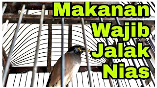 Makanan Burung Jalak Nias Agar Cepat Bunyi dan Gacor | KIMAN