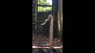 Indian Rock Python climbing on its cage