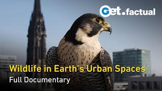 Urban Jungle: The Wildlife of the World's Cities  Full Nature Documentary