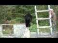 June the Black bear and her two cubs - September 3, 2011 - Cubs in Trouble!