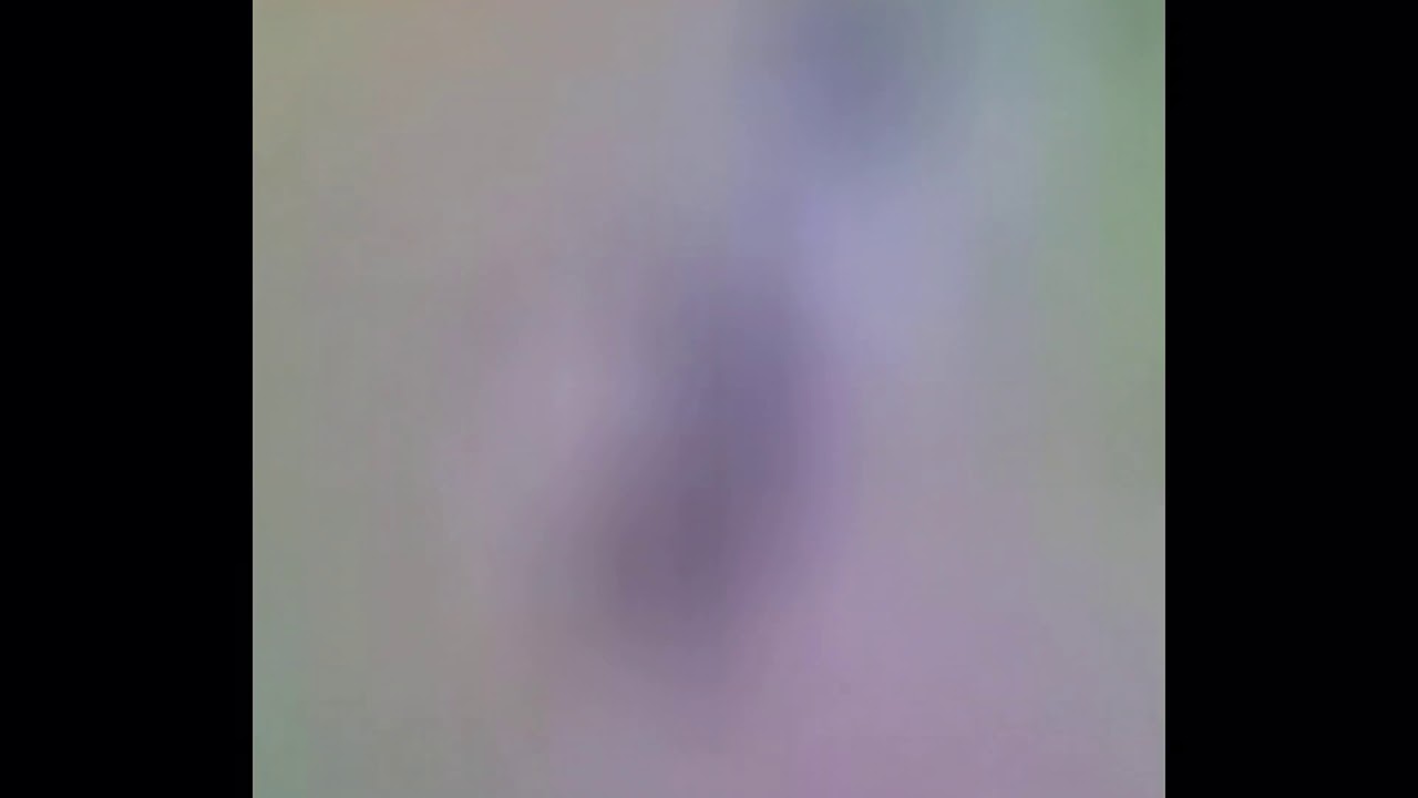 (Animal Jam Feral) why is it called Animal Jam Feral? What’s in the picture? Is it gonna be a good?