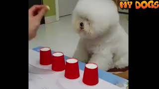 Bichon Frise Dog Very Smart#Funny&Cute