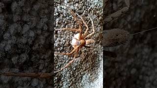 Huntsman Spider Carrying Her Egg Sack | short video #shorts #spider