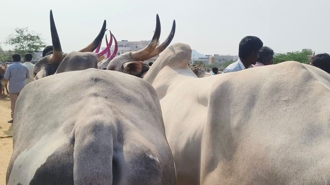 ఆదోని సంతలో మంచి సైజుల్లో కిలారి కోడెల రేట్లు//Adoni Market Khilari bull's price video's.