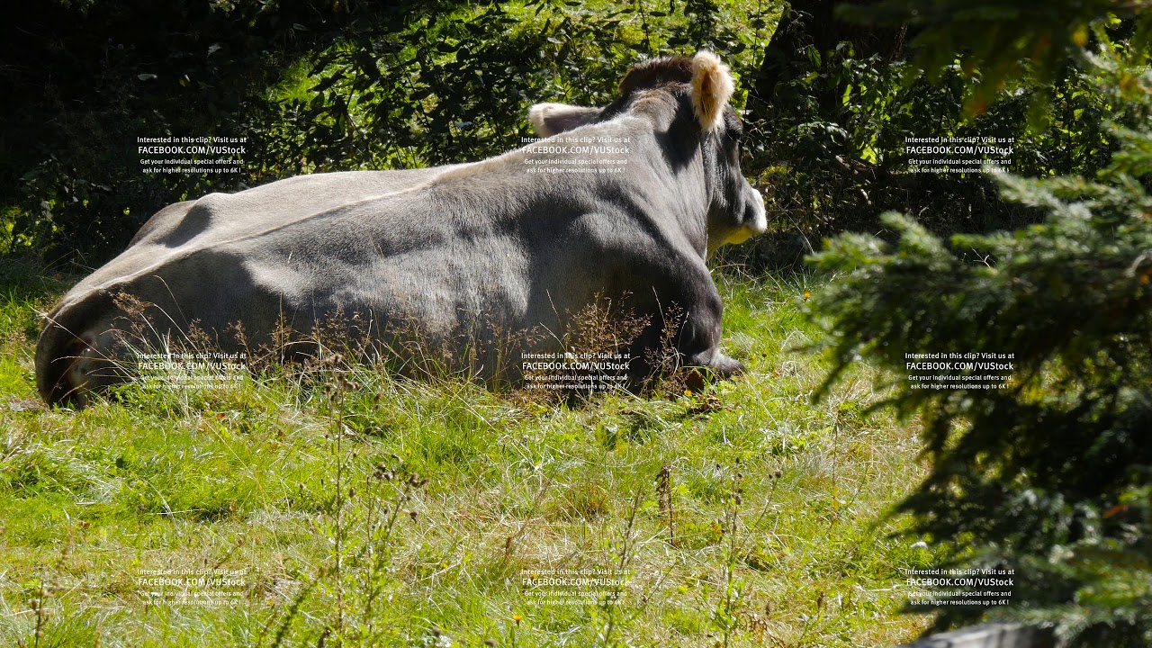 Cattle in alpine area rust