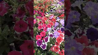 Petunia Flower#petunia #plants #flowers #shorts #shortvideo #yooraphchannel