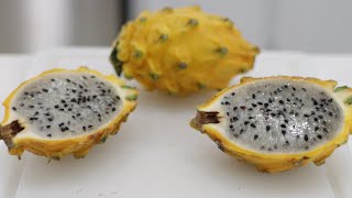 Exclusive How to Eat Yellow Dragon Fruit (Pitahaya, Pitaya) | Taste Test Profile