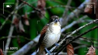 Tiger shrike #Bird of borneo