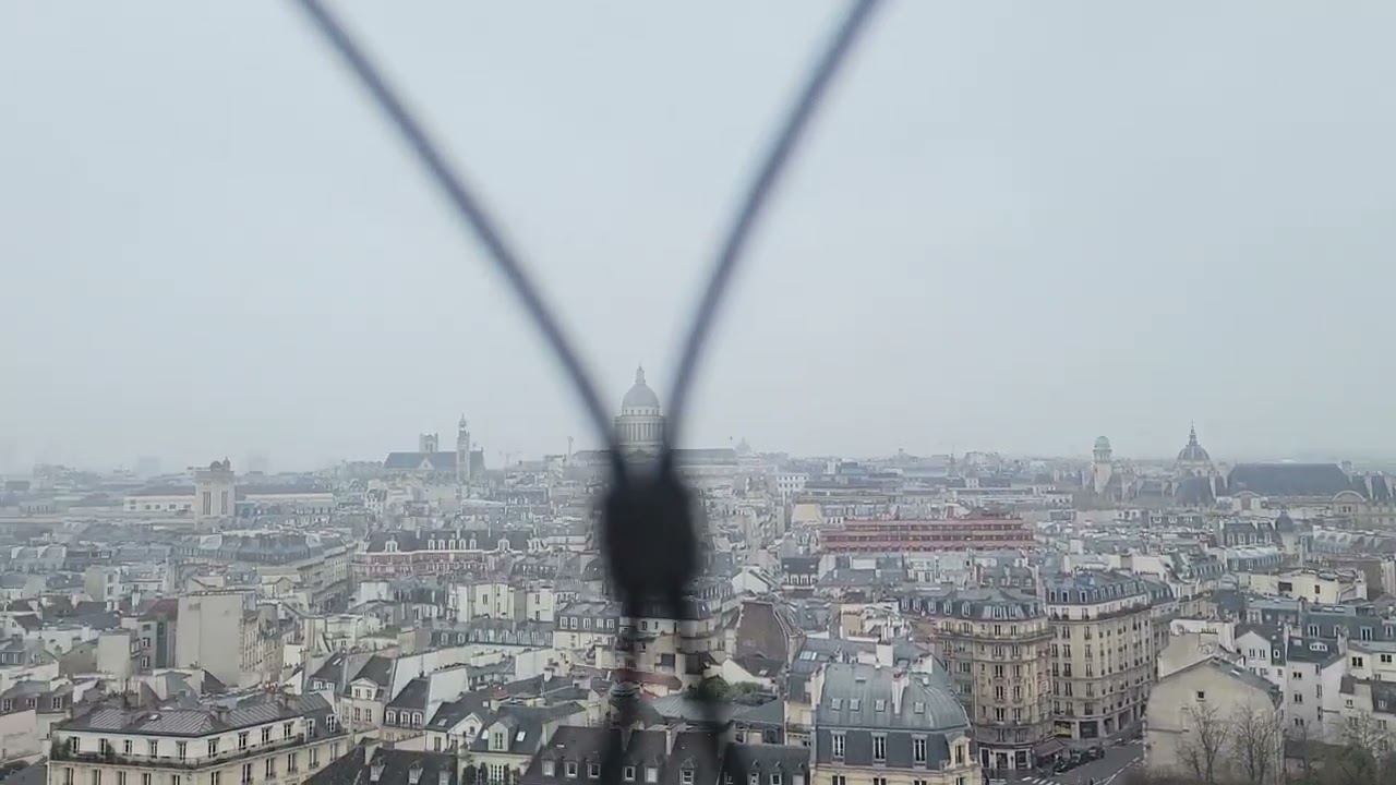 Tour de Notre-Dame de Paris からの眺め