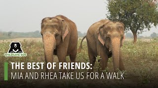 The Best Of Friends: Mia And Rhea Take Us For A Walk!