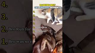 Ranking Best Cat and Dog Moments