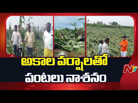 ఉమ్మడి ఆదిలాబాద్ జిల్లాలో తీవ్రంగా దెబ్బతిన్న పంటలు | NTV Telugu - NTVTELUGU