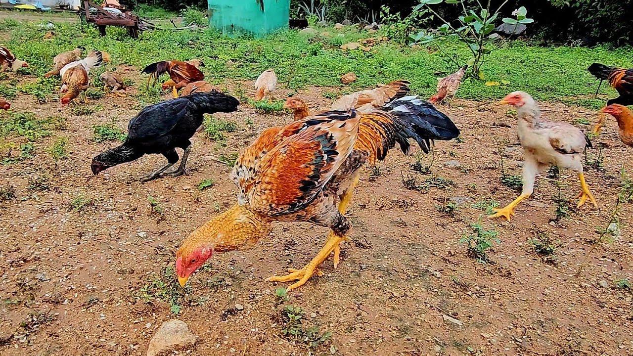 Poultry Feeding time/country chicken sound/rooster crowing compilation sound/food for chickens/hen