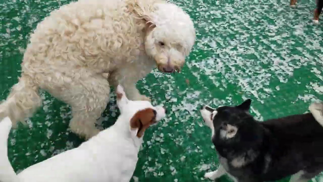 Playtime at Dogs On The Farm & Cats Too!
