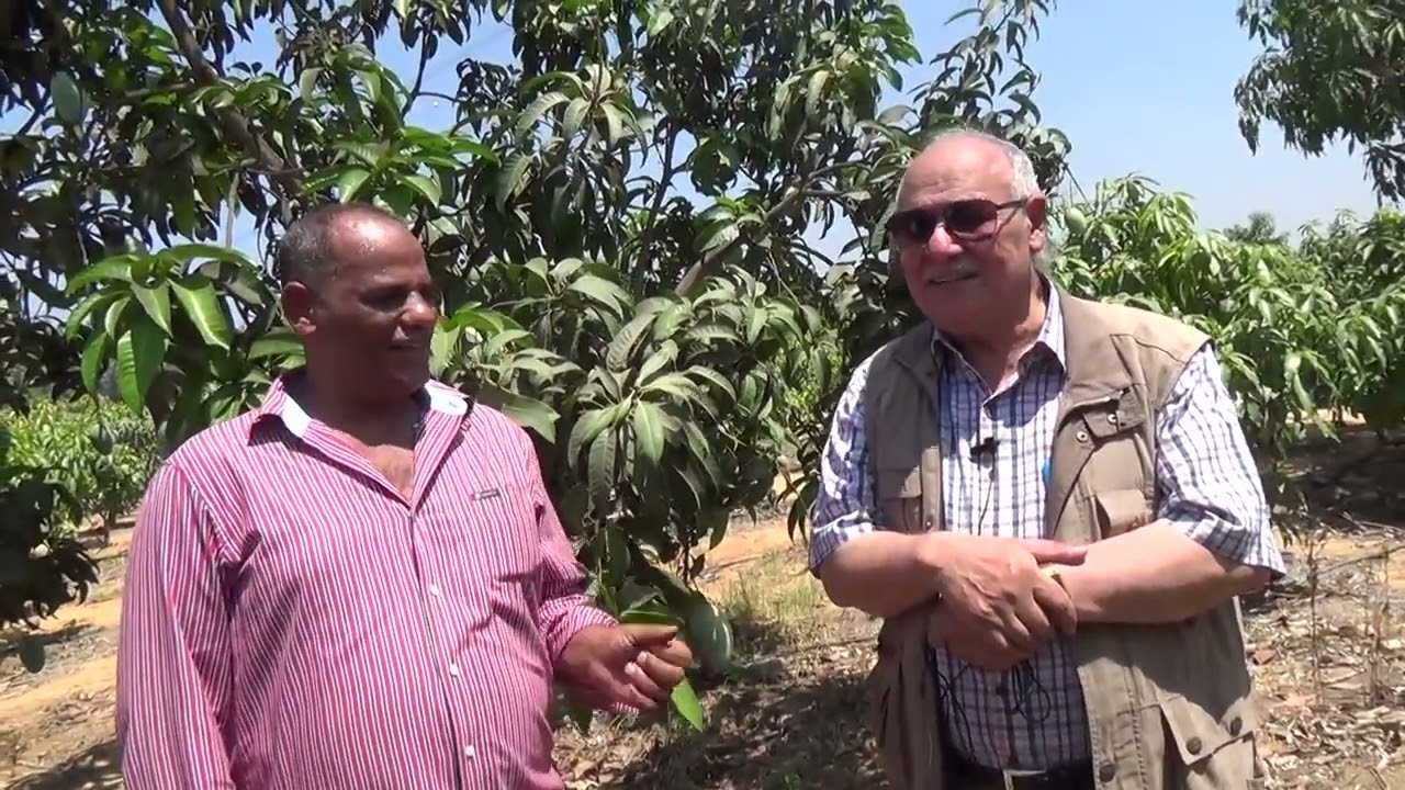 خسارة محصول المانجو الاسباب والعلاج