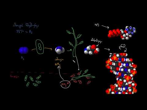 ვიდეო: როდის ხდება ქლორის მარაგი?