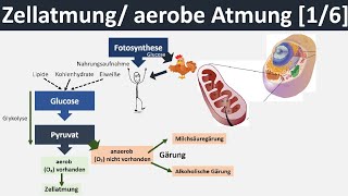 Zellatmung / aerobe Atmung - Überblick & Zusammenfassung [1/6] - [Biologie, Oberstufe]