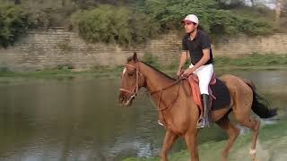 Endurance Horse Riding Delhi Racecourse Horse Son Of Ontariousa Ss.