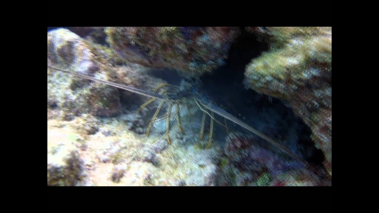 April 2013 Marathon Key Diving