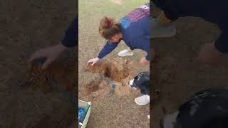 How to Remove Gophers and Mole Rats