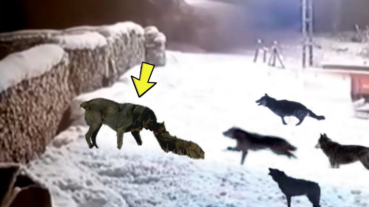 Inatake Ng Mga Wolf Ang Kangal At Ito Ang Nangyari | Even Kangal Are ...