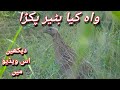 Quail hunting 2021batair ka shikar 2021desi mahool tv