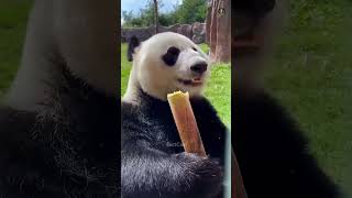 why pandas are too bad at surviving! #tamil #facts #shorts