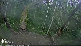 BS 20260819 173630NuthatchVisits